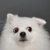 LanaWolf113