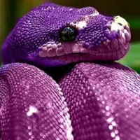 PurpleSnake